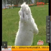 CCTV-7鑫华种兔