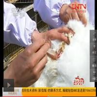 人工授精技术-输精