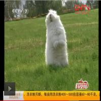 CCTV-7鑫华种兔